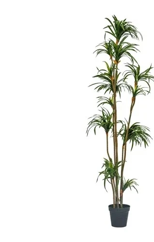 Simulation Dracaena Dracaena M - Dracaena Marginata recension och pris