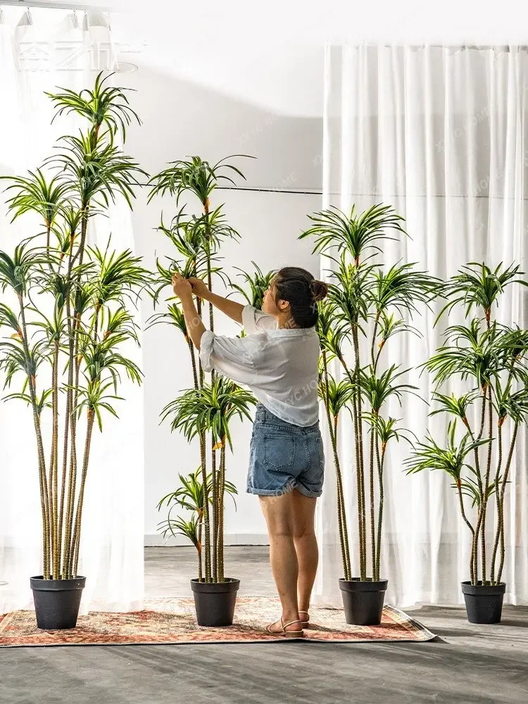 Simulation Dracaena Dracaena M - Dracaena Marginata recension och pris