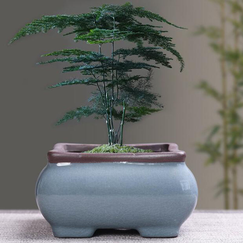 Retro Ceramic Flower Pot Aspar - Echeveria Succulent recension och pris