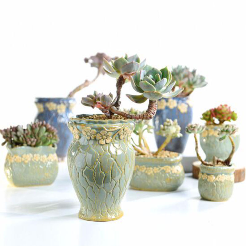 Succulent Plants Flowerpot Sma - Echeveria Succulent recension och pris