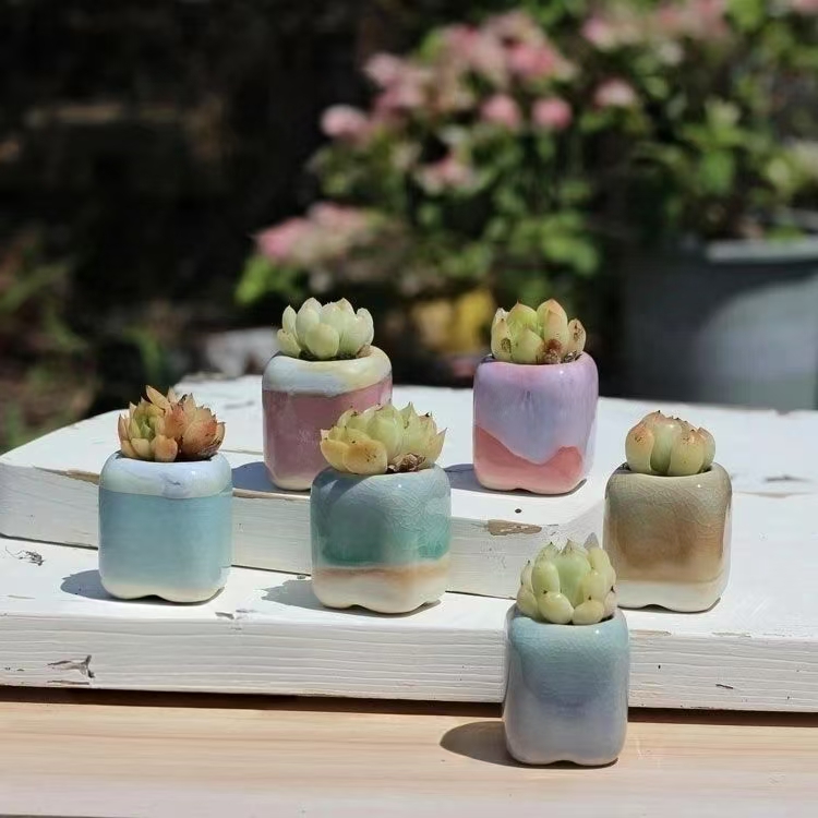 6Pcs Mini Flowerpot Succulents - Echeveria Succulent recension och pris